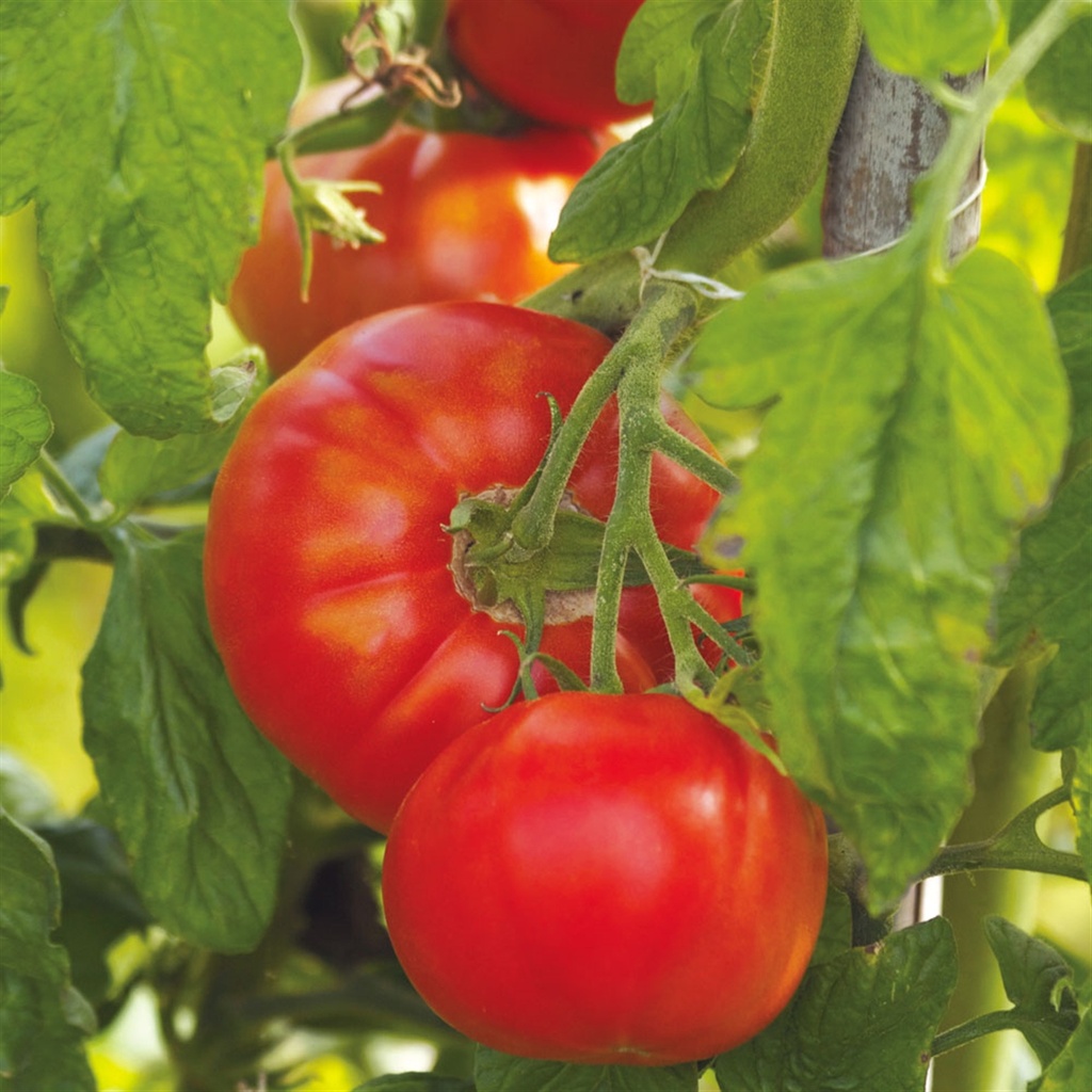 Tomate ancienne Merveille des Marchés